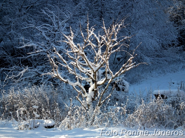 Vinter i Paradiset